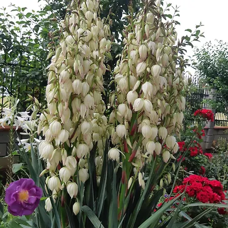 Casa Rotaru * Două Mai