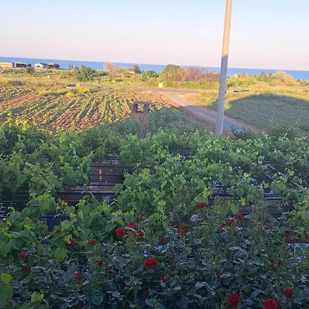 Homestay Casa Rotaru 2 Mai